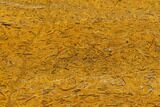 Polished Coquina Jasper Slab - India #130893-1